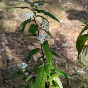 Olearia lirata at Belconnen, ACT - 28 Sep 2023