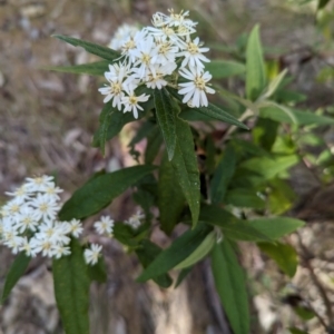 Olearia lirata at Belconnen, ACT - 28 Sep 2023 09:24 AM