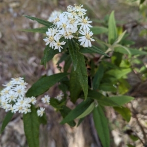 Olearia lirata at Belconnen, ACT - 28 Sep 2023