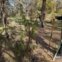 Olearia lirata at Belconnen, ACT - 28 Sep 2023 09:24 AM