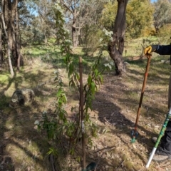 Olearia lirata at Belconnen, ACT - 28 Sep 2023