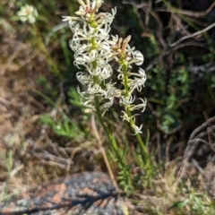 Stackhousia monogyna (Creamy Candles) at Belconnen, ACT - 28 Sep 2023 by CattleDog