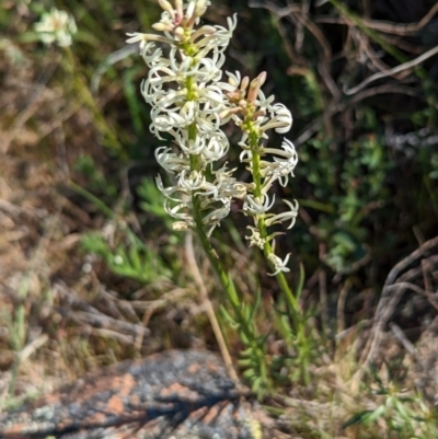 Stackhousia monogyna (Creamy Candles) at Belconnen, ACT - 28 Sep 2023 by CattleDog