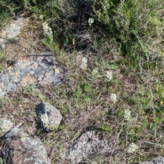 Stackhousia monogyna at Belconnen, ACT - 28 Sep 2023 10:05 AM