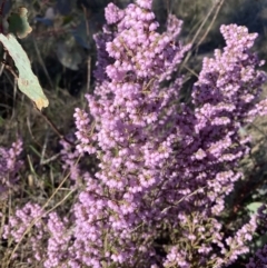 Erica quadrangularis (Angled Heath) at Mount Taylor - 28 Sep 2023 by Shazw