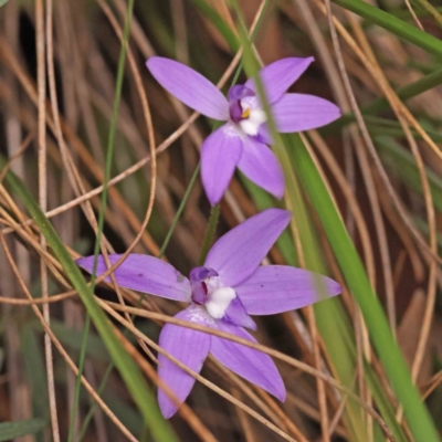 Glossodia major (Wax Lip Orchid) at Caladenia Forest, O'Connor - 27 Sep 2023 by ConBoekel