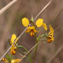 Diuris nigromontana (Black Mountain Leopard Orchid) at Caladenia Forest, O'Connor - 27 Sep 2023 by ConBoekel