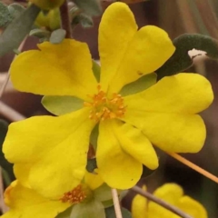 Hibbertia obtusifolia (Grey Guinea-flower) at O'Connor, ACT - 28 Sep 2023 by ConBoekel