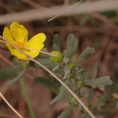 Hibbertia obtusifolia at O'Connor, ACT - 28 Sep 2023