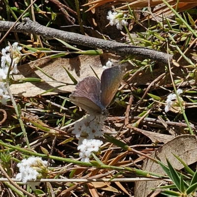 Erina hyacinthina (Varied Dusky-blue) at QPRC LGA - 28 Sep 2023 by Csteele4