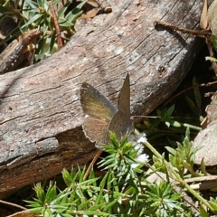 Erina hyacinthina at Captains Flat, NSW - 28 Sep 2023