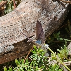 Erina hyacinthina at Captains Flat, NSW - 28 Sep 2023