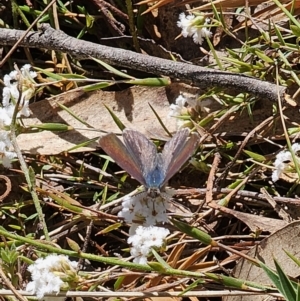 Erina hyacinthina at Captains Flat, NSW - 28 Sep 2023