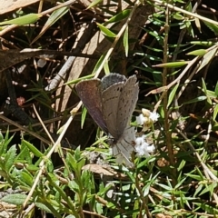 Erina hyacinthina at Captains Flat, NSW - 28 Sep 2023