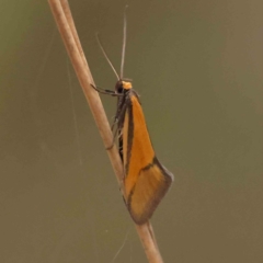 Philobota undescribed species near arabella (A concealer moth) at O'Connor, ACT - 28 Sep 2023 by ConBoekel