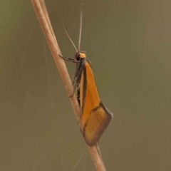 Philobota undescribed species near arabella (A concealer moth) at O'Connor, ACT - 27 Sep 2023 by ConBoekel