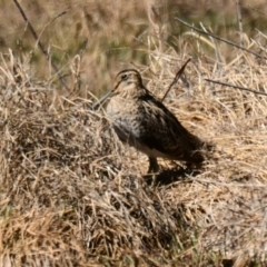 Gallinago hardwickii (Latham's Snipe) at Fyshwick, ACT - 28 Sep 2023 by Thurstan