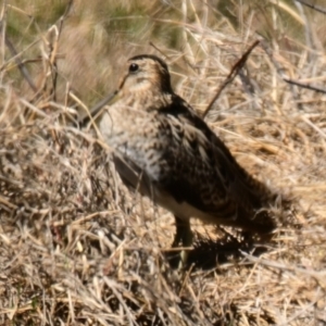 Gallinago hardwickii at Fyshwick, ACT - 28 Sep 2023