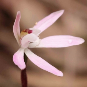 Caladenia fuscata at O'Connor, ACT - suppressed