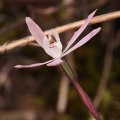 Caladenia fuscata at O'Connor, ACT - suppressed