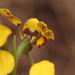 Diuris nigromontana (Black Mountain Leopard Orchid) at Caladenia Forest, O'Connor - 27 Sep 2023 by ConBoekel