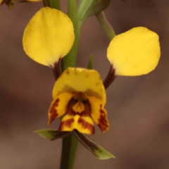 Diuris nigromontana at O'Connor, ACT - 28 Sep 2023