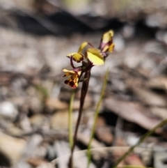 Diuris pardina (Leopard Doubletail) at Captains Flat, NSW - 28 Sep 2023 by Csteele4