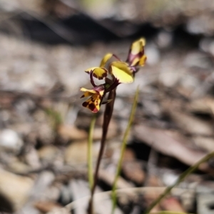 Diuris pardina at Captains Flat, NSW - suppressed