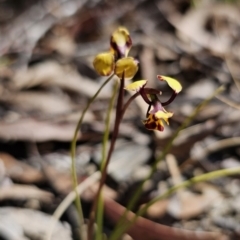 Diuris pardina at Captains Flat, NSW - suppressed