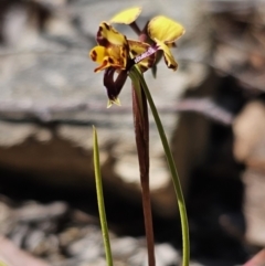 Diuris pardina at Captains Flat, NSW - suppressed