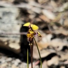 Diuris pardina at Captains Flat, NSW - suppressed