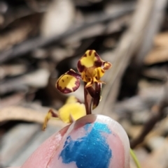 Diuris pardina at Captains Flat, NSW - suppressed