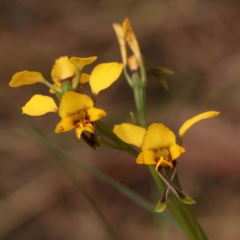 Diuris nigromontana (Black Mountain Leopard Orchid) at Acton, ACT - 27 Sep 2023 by ConBoekel