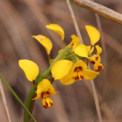 Diuris nigromontana (Black Mountain Leopard Orchid) at Caladenia Forest, O'Connor - 27 Sep 2023 by ConBoekel