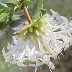 Pimelea linifolia subsp. linifolia (Queen of the Bush, Slender Rice-flower) at Molonglo Gorge - 28 Sep 2023 by RAllen