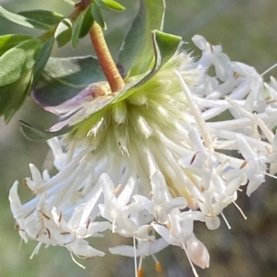 Pimelea linifolia subsp. linifolia (Queen of the Bush, Slender Rice-flower) at Molonglo Gorge - 28 Sep 2023 by RAllen