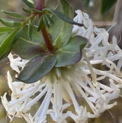 Pimelea linifolia subsp. linifolia at Kowen, ACT - 28 Sep 2023 01:08 PM