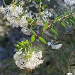 Pimelea linifolia subsp. linifolia at Kowen, ACT - 28 Sep 2023