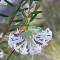 Pimelea linifolia subsp. linifolia at Kowen, ACT - 28 Sep 2023