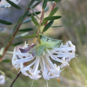 Pimelea linifolia subsp. linifolia at Kowen, ACT - 28 Sep 2023 01:08 PM