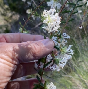 Pimelea linifolia subsp. linifolia at Kowen, ACT - 28 Sep 2023 01:08 PM