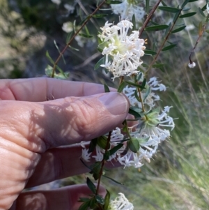Pimelea linifolia subsp. linifolia at Kowen, ACT - 28 Sep 2023