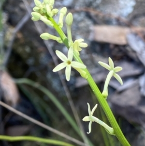 Stackhousia monogyna at Kowen, ACT - 28 Sep 2023 01:11 PM