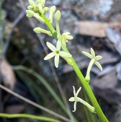 Stackhousia monogyna (Creamy Candles) at Molonglo Gorge - 28 Sep 2023 by RAllen