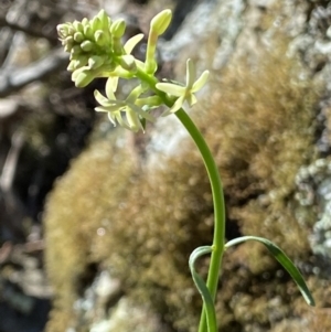 Stackhousia monogyna at Kowen, ACT - 28 Sep 2023 01:11 PM