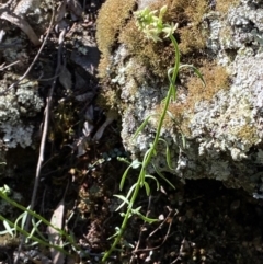 Stackhousia monogyna at Kowen, ACT - 28 Sep 2023 01:11 PM