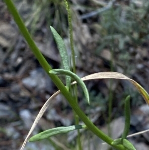 Stackhousia monogyna at Kowen, ACT - 28 Sep 2023 01:11 PM