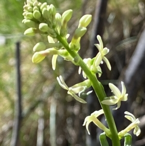 Stackhousia monogyna at Kowen, ACT - 28 Sep 2023