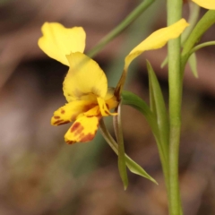 Diuris nigromontana (Black Mountain Leopard Orchid) at Caladenia Forest, O'Connor - 27 Sep 2023 by ConBoekel