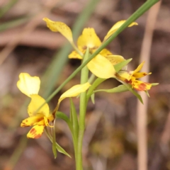 Diuris nigromontana at O'Connor, ACT - suppressed